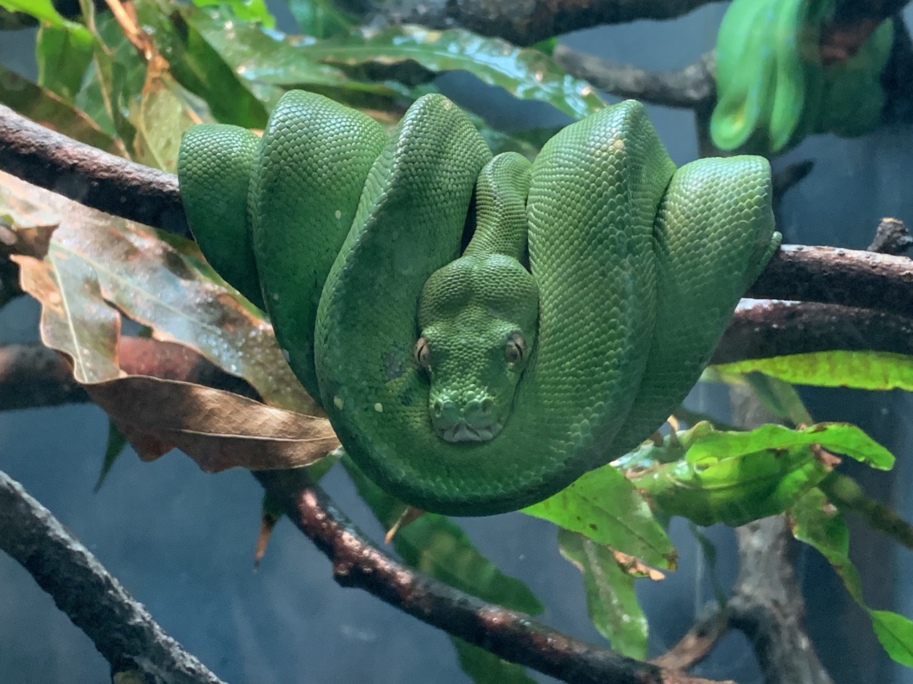 Green Tree Python (Morelia viridis)