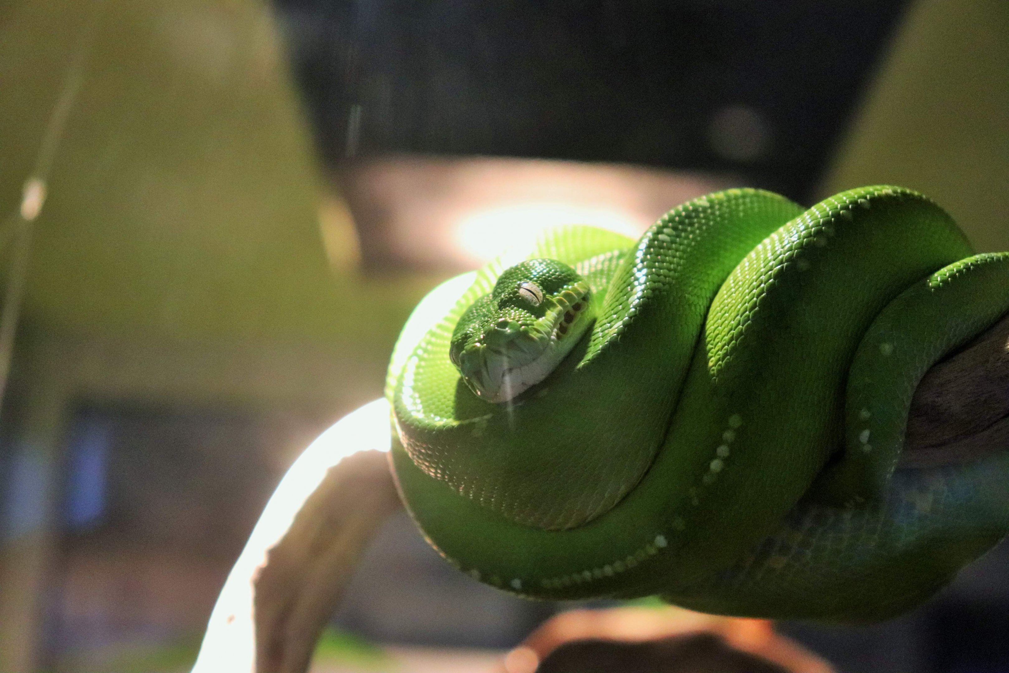Green Tree Python (Morelia viridis)