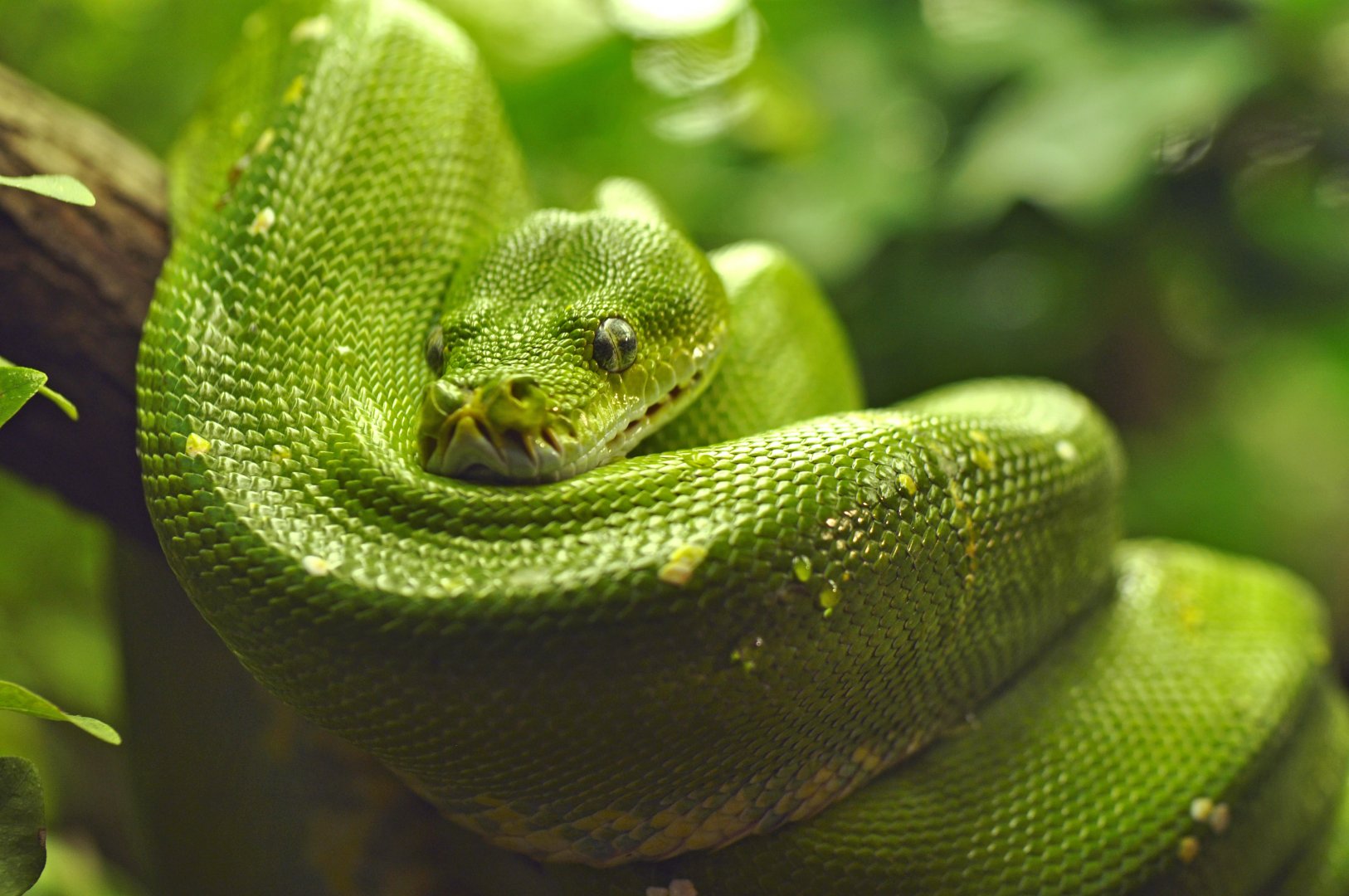 Green tree python (Morelia viridis)