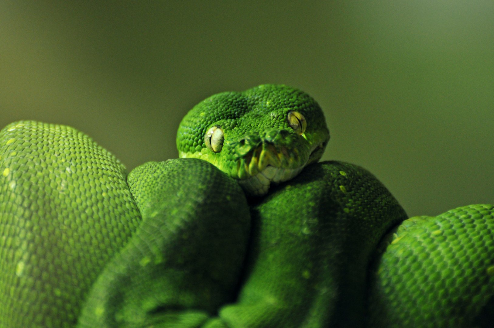 Green tree python (Morelia viridis)