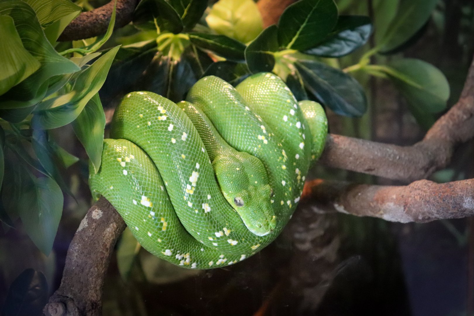 Green Tree Python (Morelia viridis)