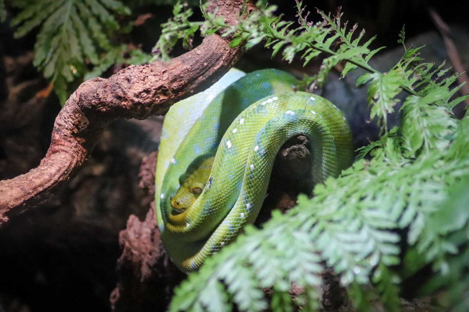 Green Tree Python (Morelia viridis)