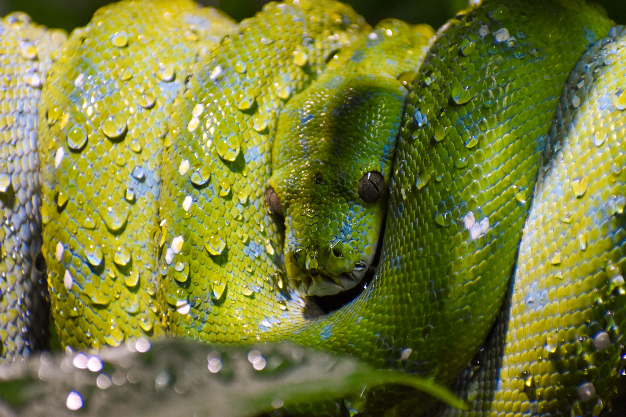 Green Tree Python (Morelia viridis)