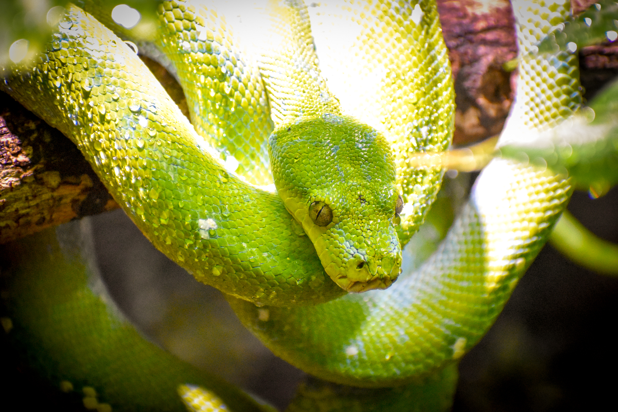 Green Tree Python (Morelia viridis)