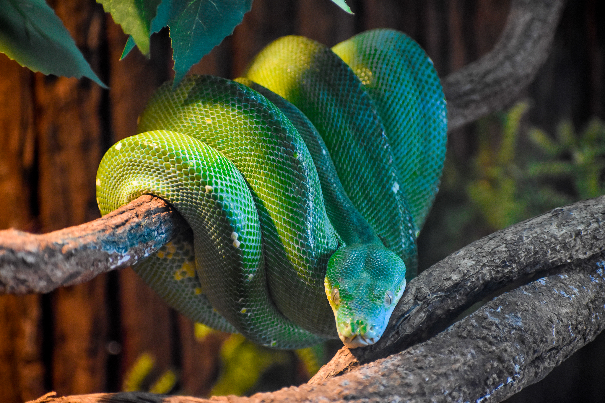 Green Tree Python (Morelia viridis)