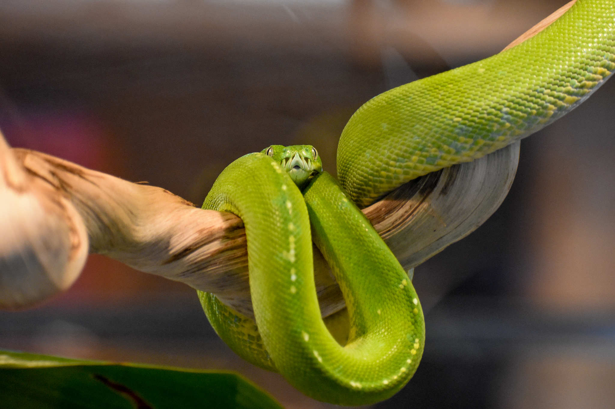 Green Tree Python (Morelia viridis)