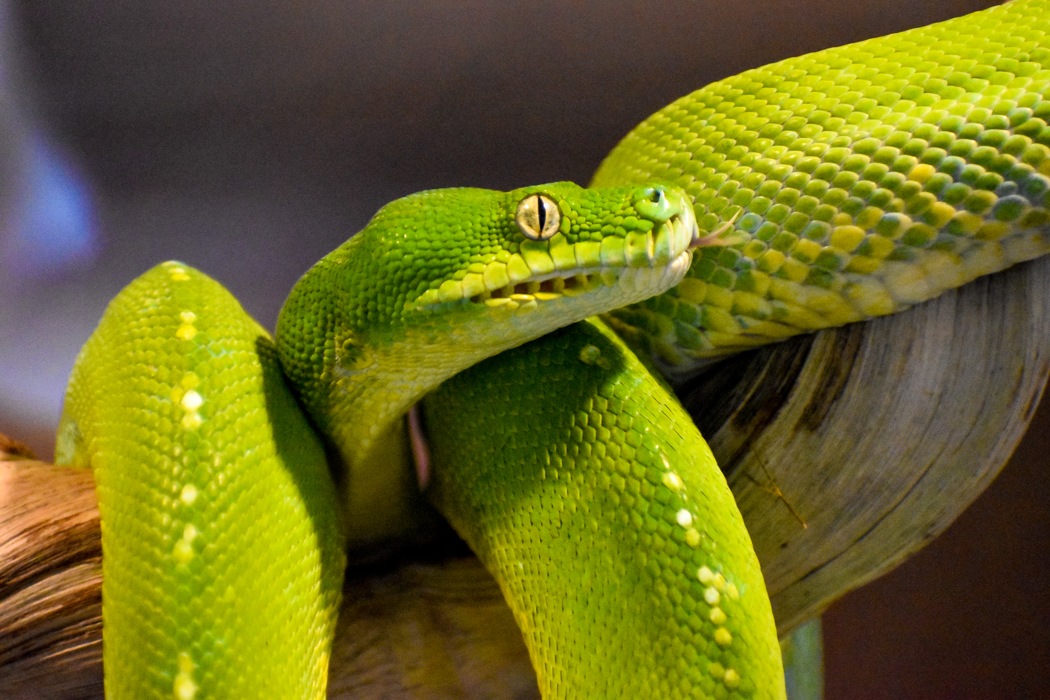 Green Tree Python (Morelia viridis)