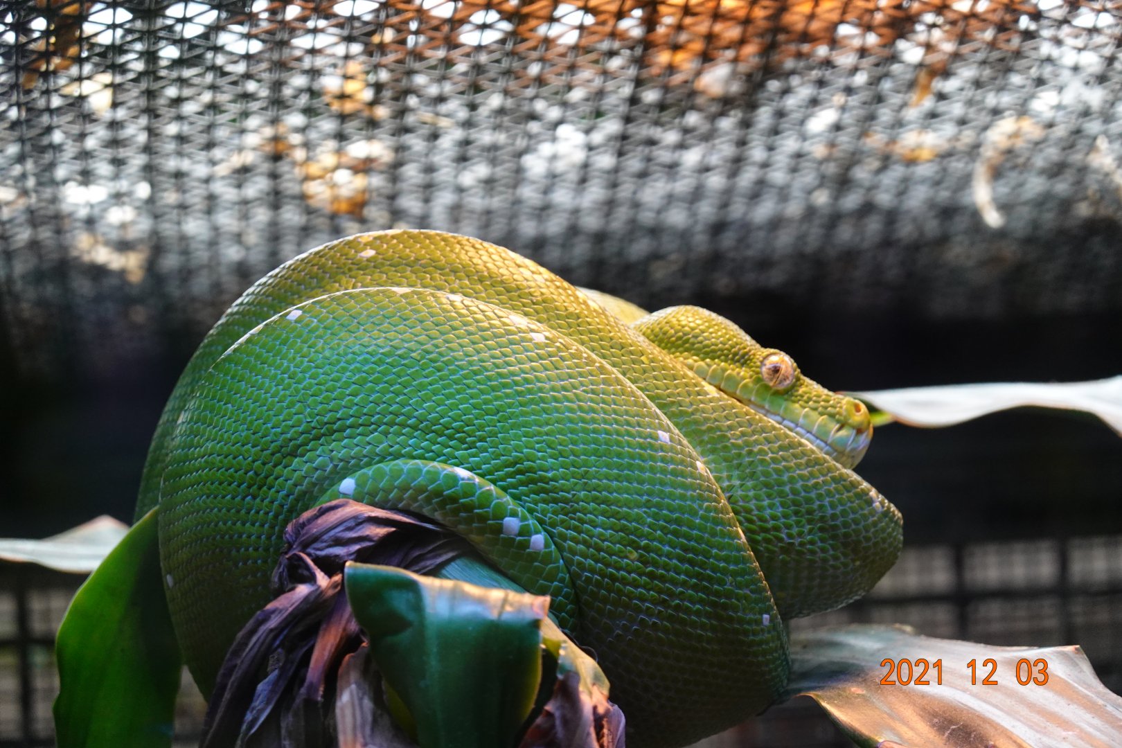 Green Tree Python (Morelia viridis)