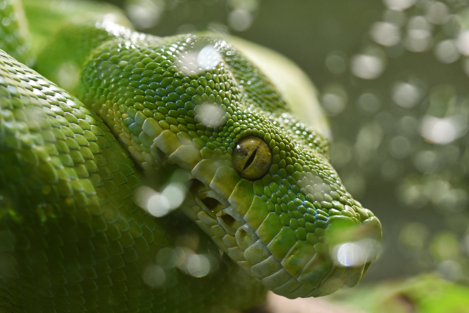 Green tree python (Morelia viridis)