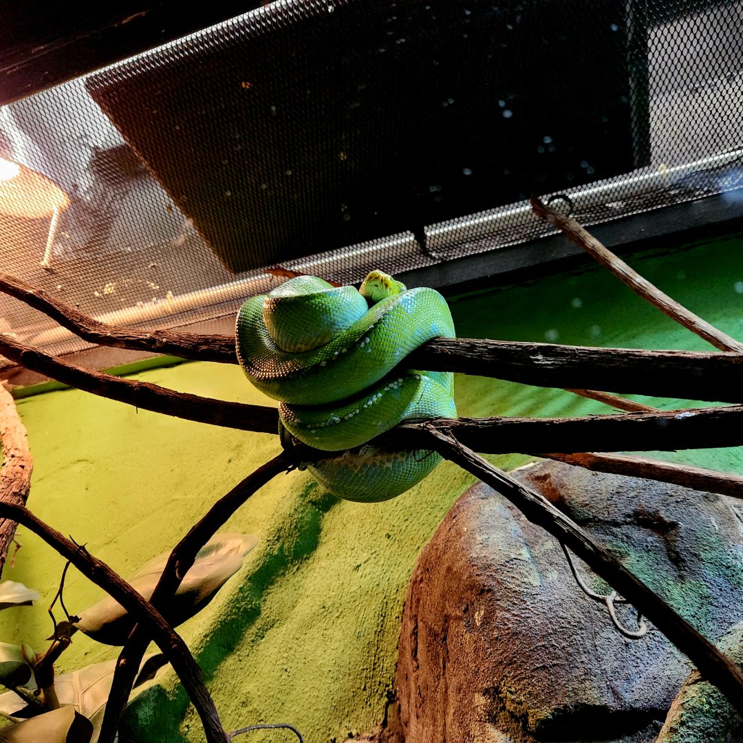 Green Tree Python (Morelia viridis)