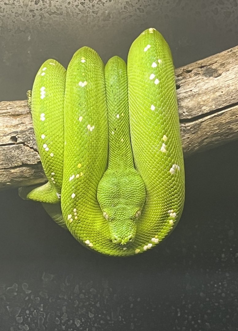 Green Tree Python (Morelia viridis)