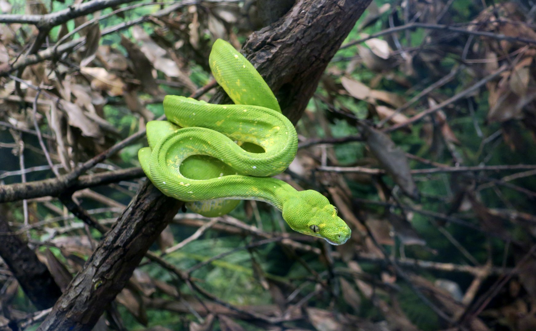 Green Tree Python (Morelia viridis)