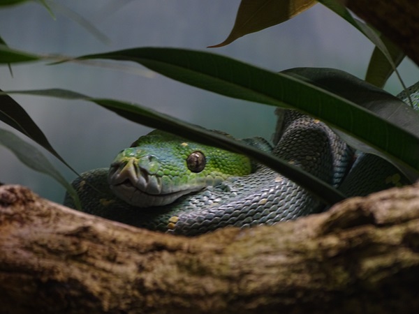 Green tree python (Morelia viridis)