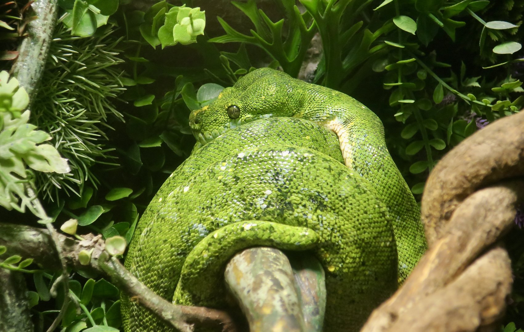 Green Tree Python (Morelia viridis)