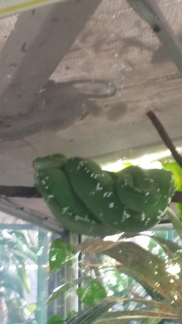 Green tree python (Morelia viridis)