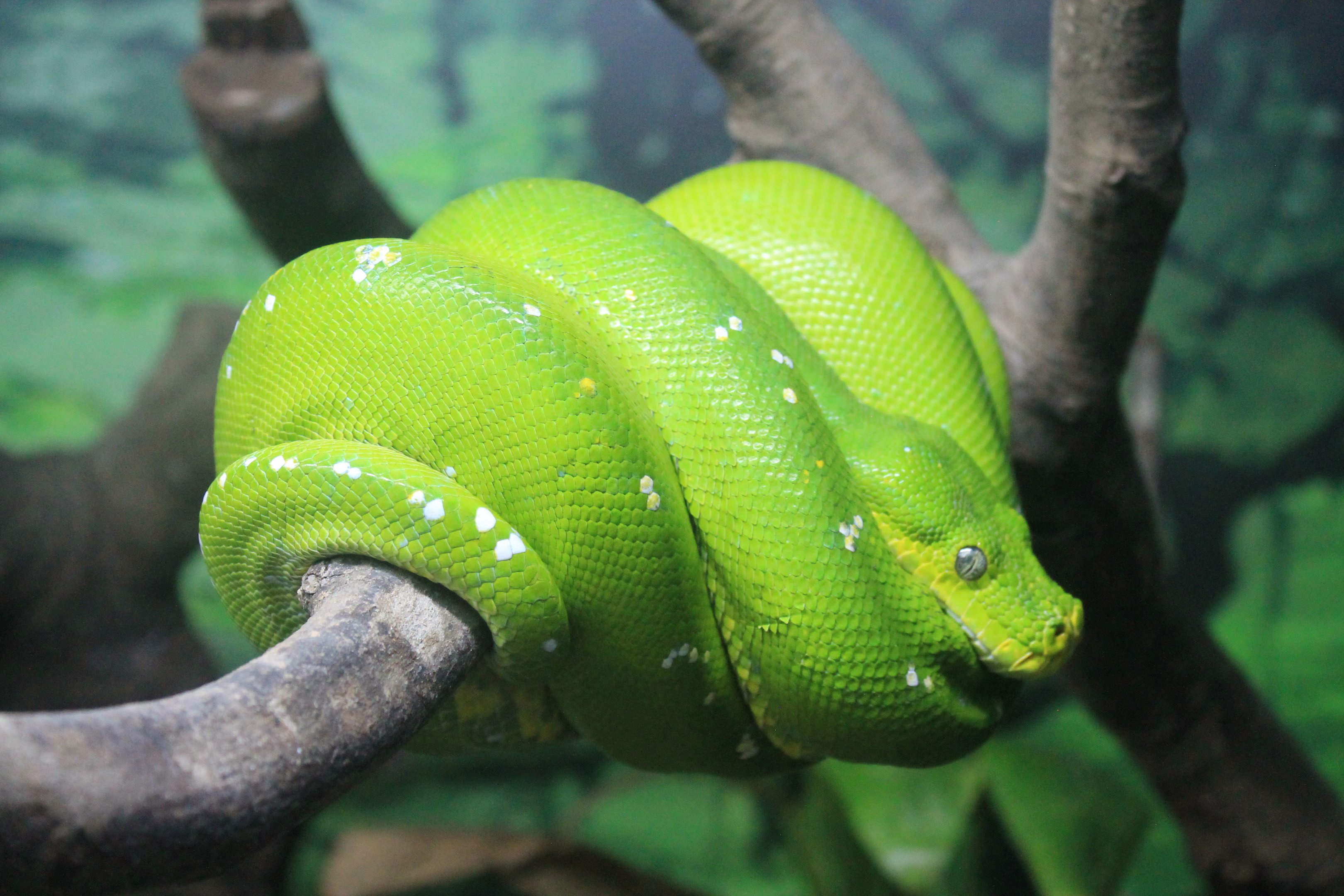 Green Tree Python (Morelia viridis)