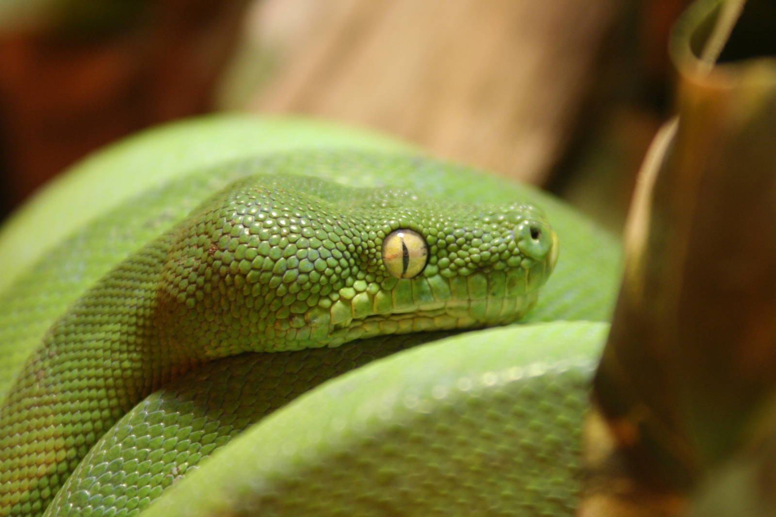 Green TRee Python @ Port Lympne; 01.05.2011