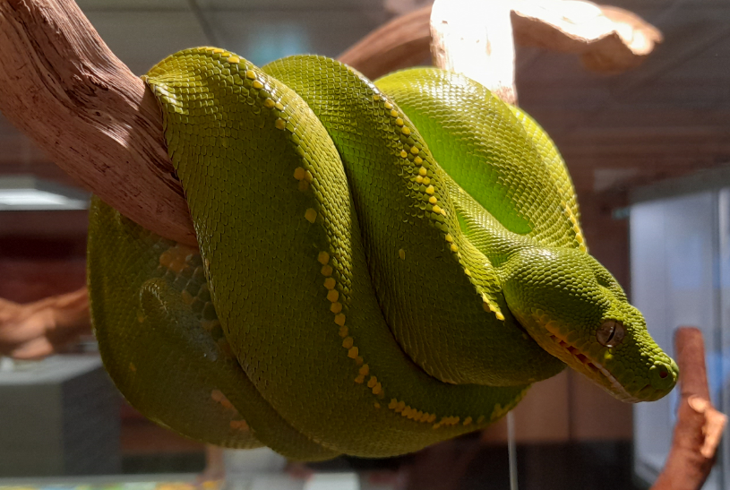 Green Tree Python - Queensland Museum