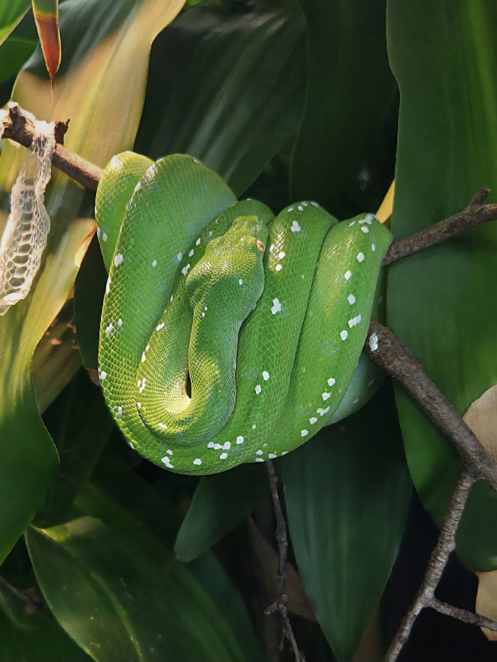 Green Tree Python-Riverbanks Zoo