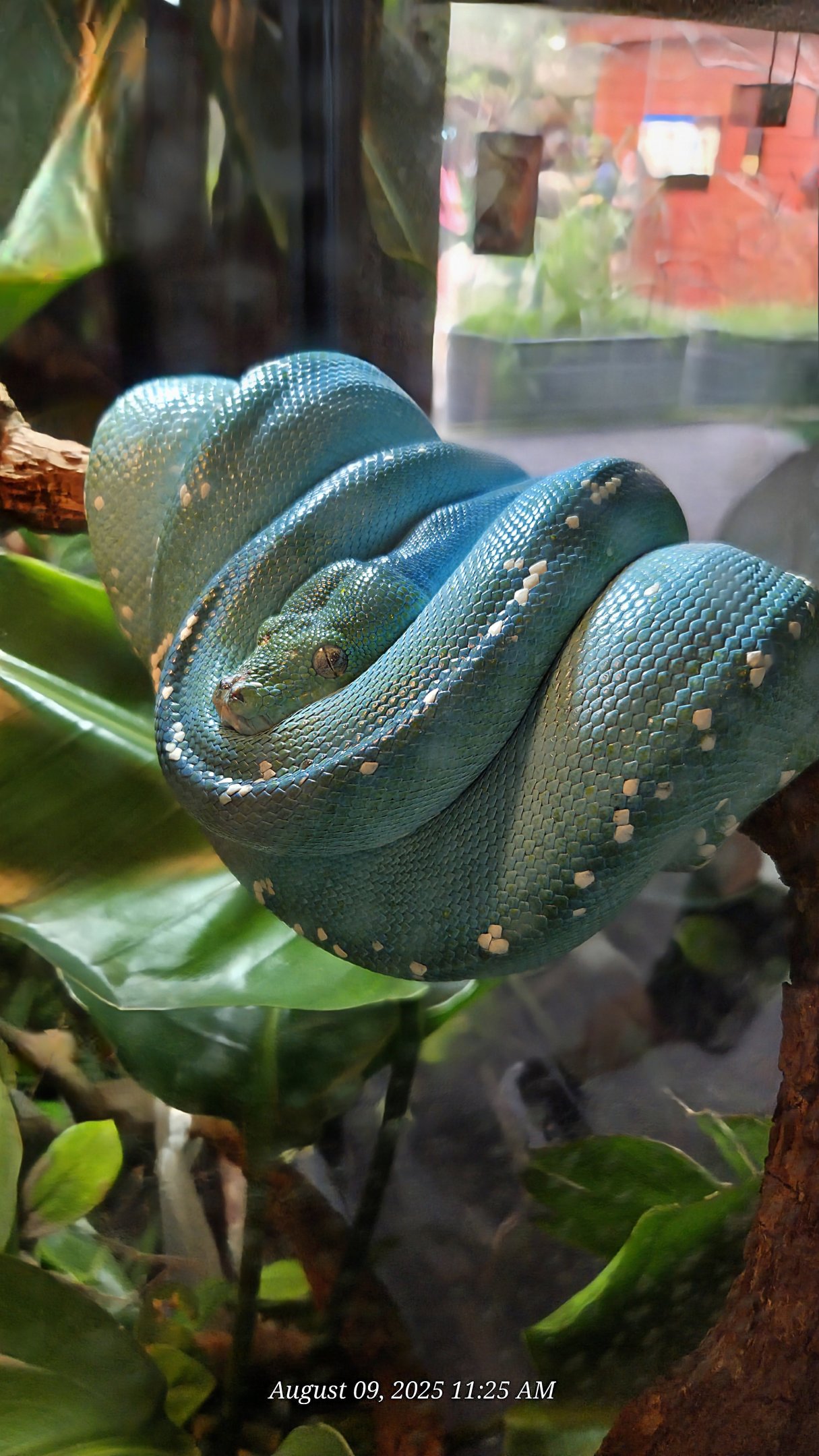 Green Tree Python - Riverbanks Zoo
