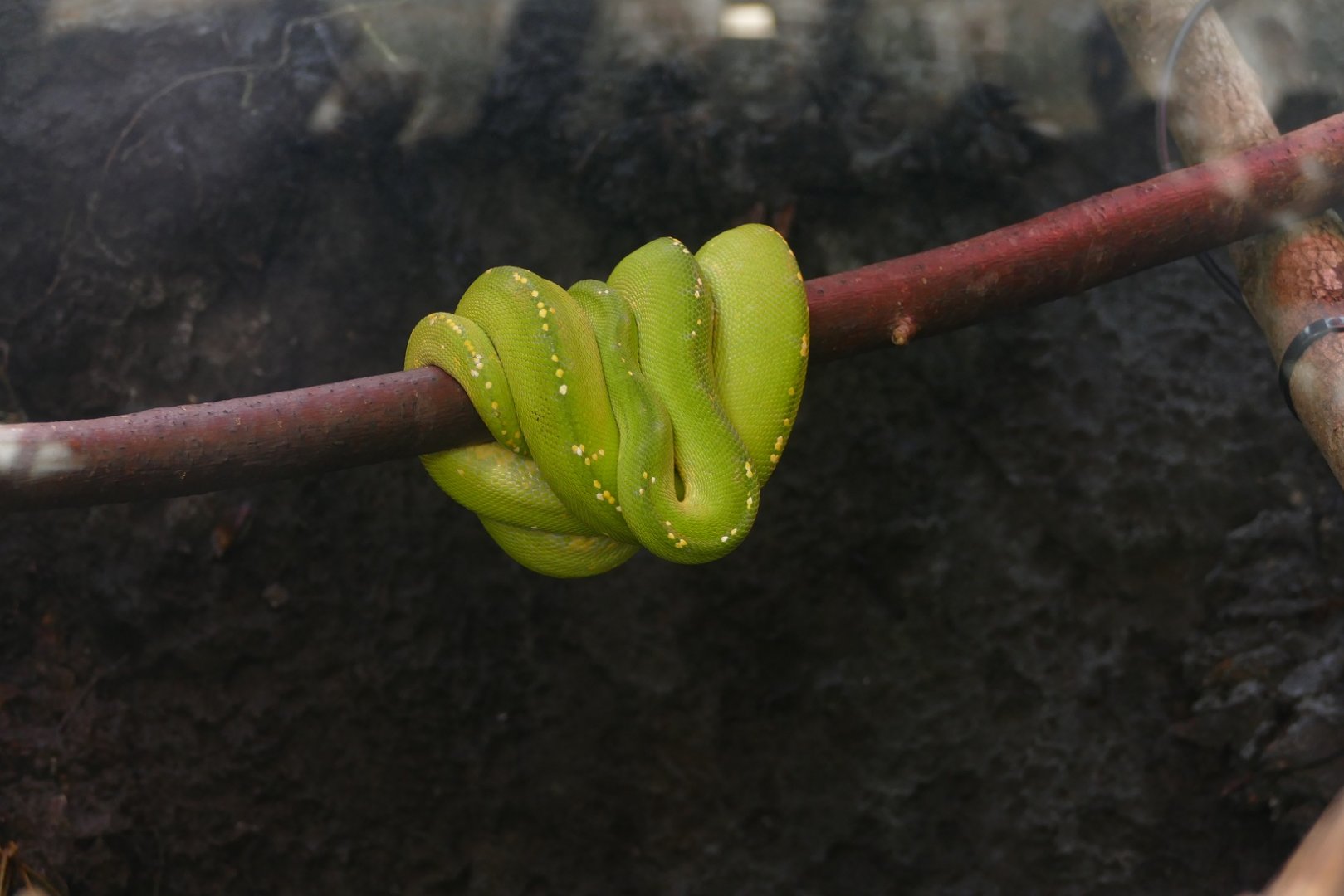 Green tree python, September 2018