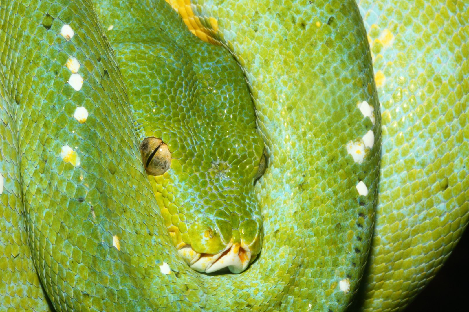 Green tree python Snakes Downunder Jan 2016