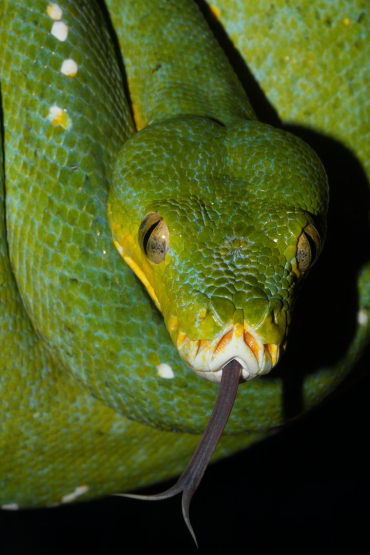 Green Tree Python, Snakes Downunder Jan 2016