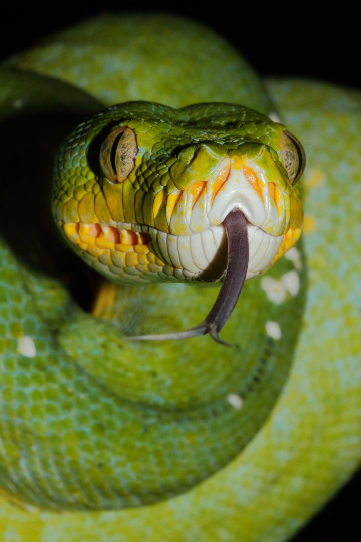 Green Tree Python, Snakes Downunder Jan 2016