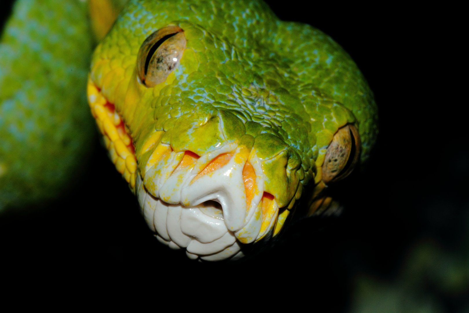 Green Tree Python, Snakes Downunder Jan 2016