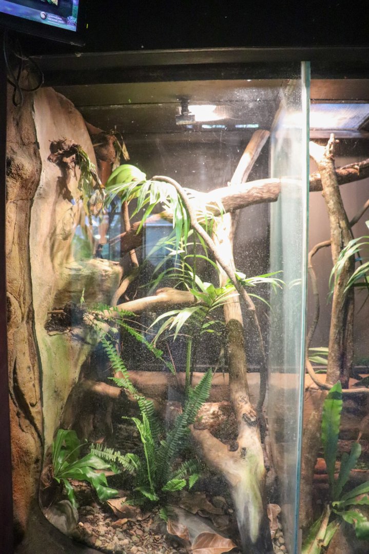 Green Tree Python Tank