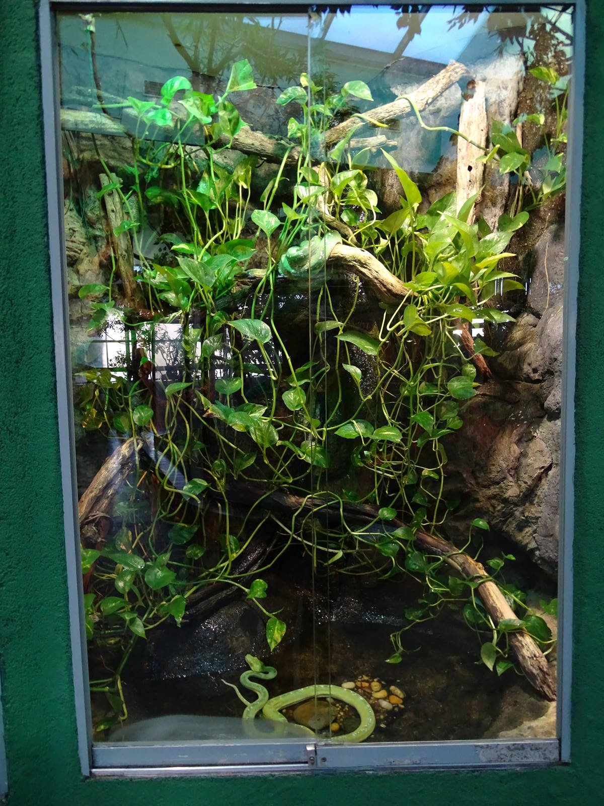Green tree python terrarium