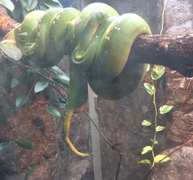Green tree python with a weird tail thing going on