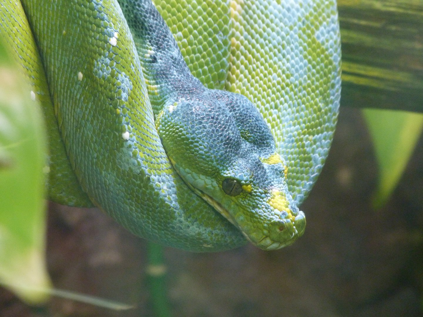 Green tree python -Zoo d'Asson (2025)
