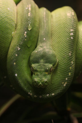 green tree python