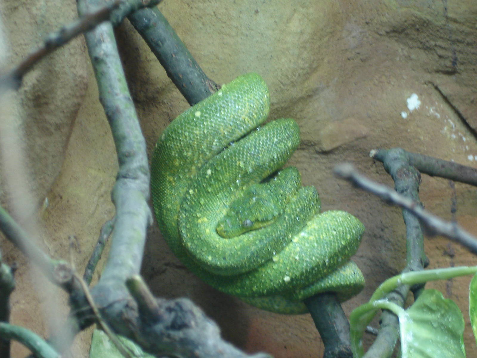 Green tree python