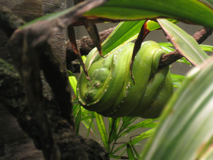 green tree python