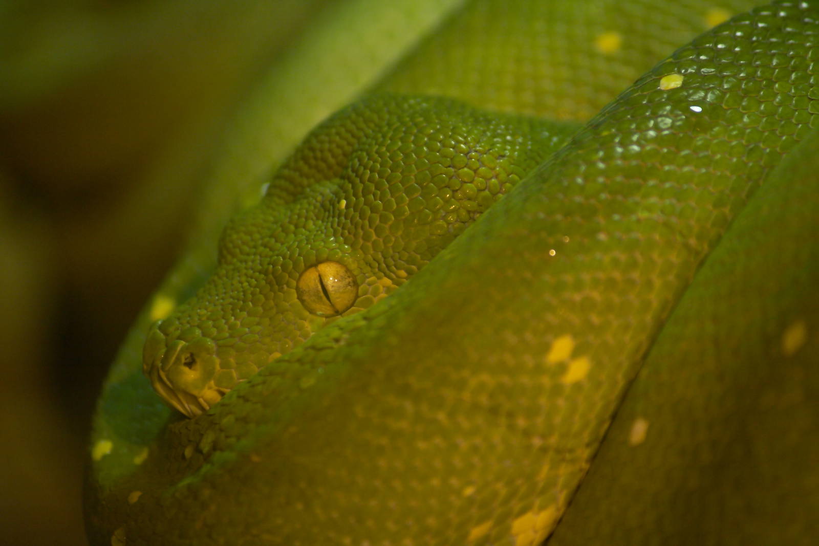Green tree python
