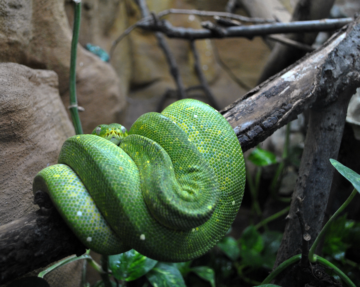 Green Tree Python