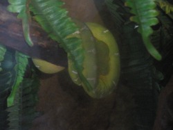 green tree python