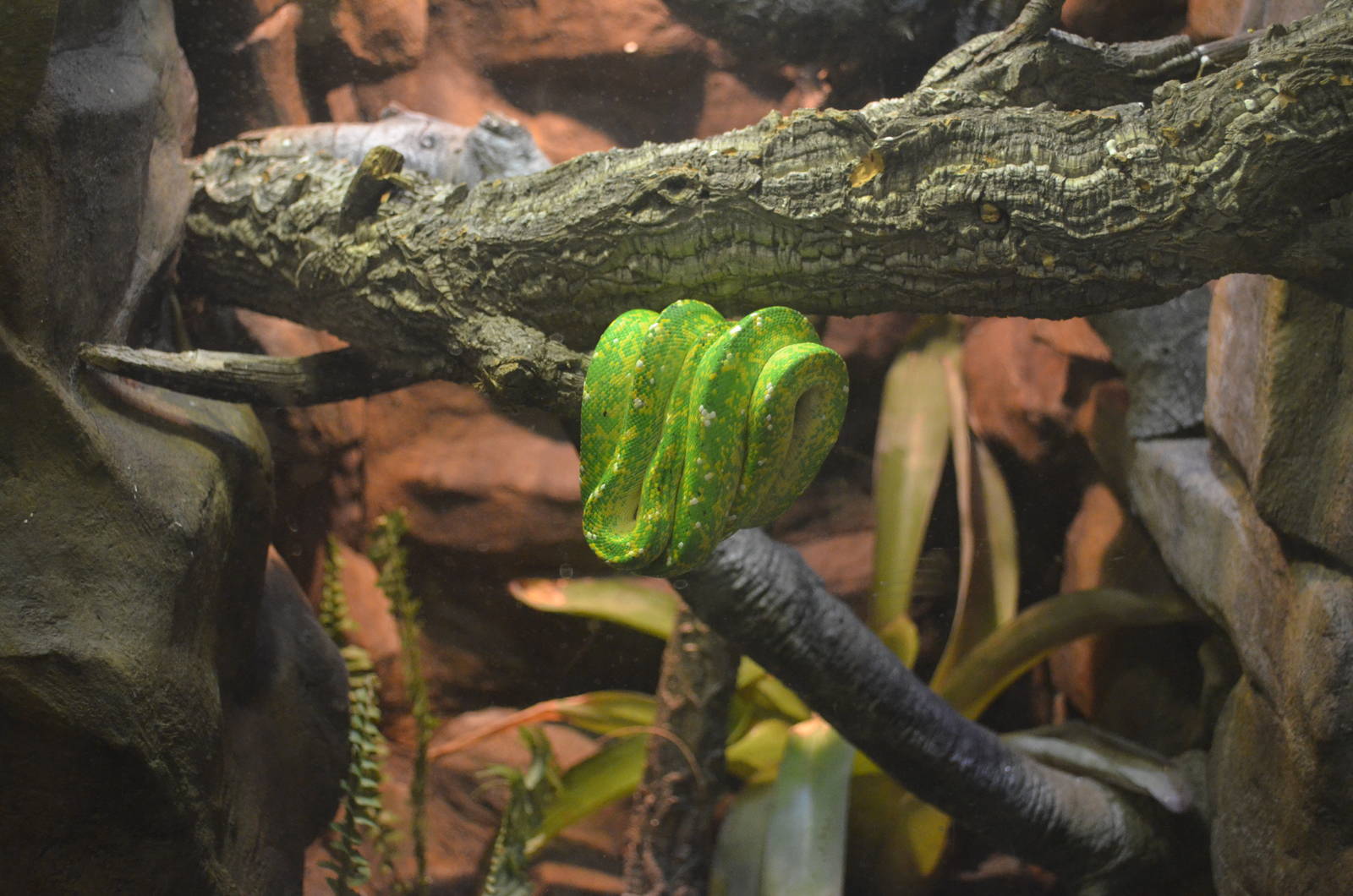 Green Tree Python
