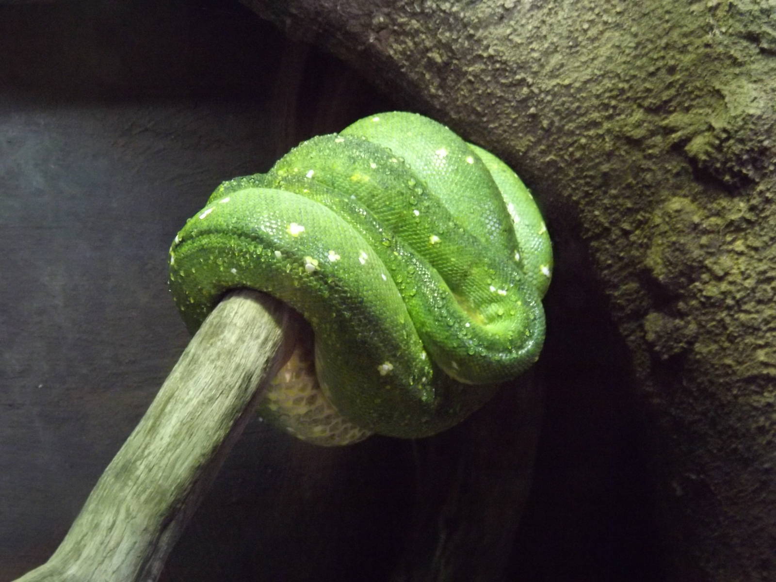 Green tree Python