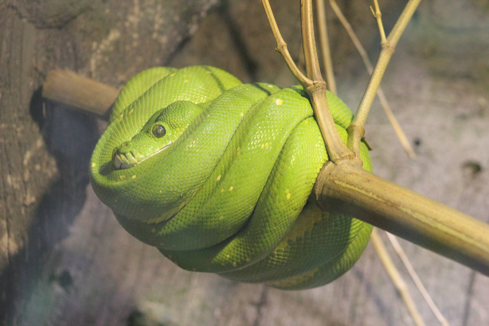 Green tree python