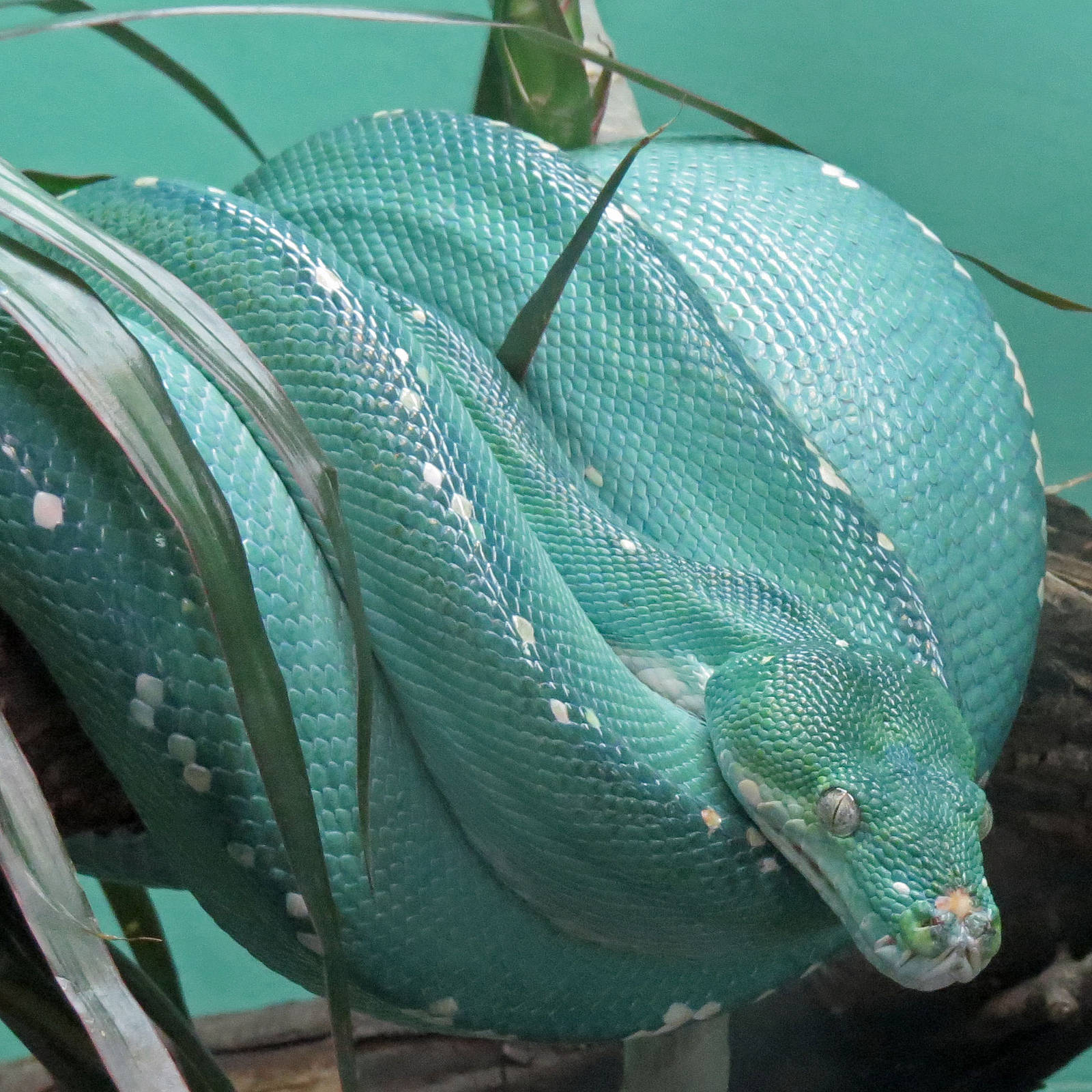 Green Tree Python