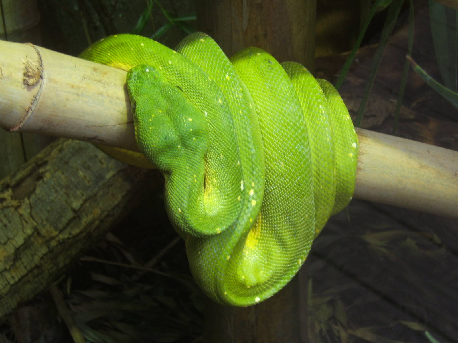 Green Tree Python