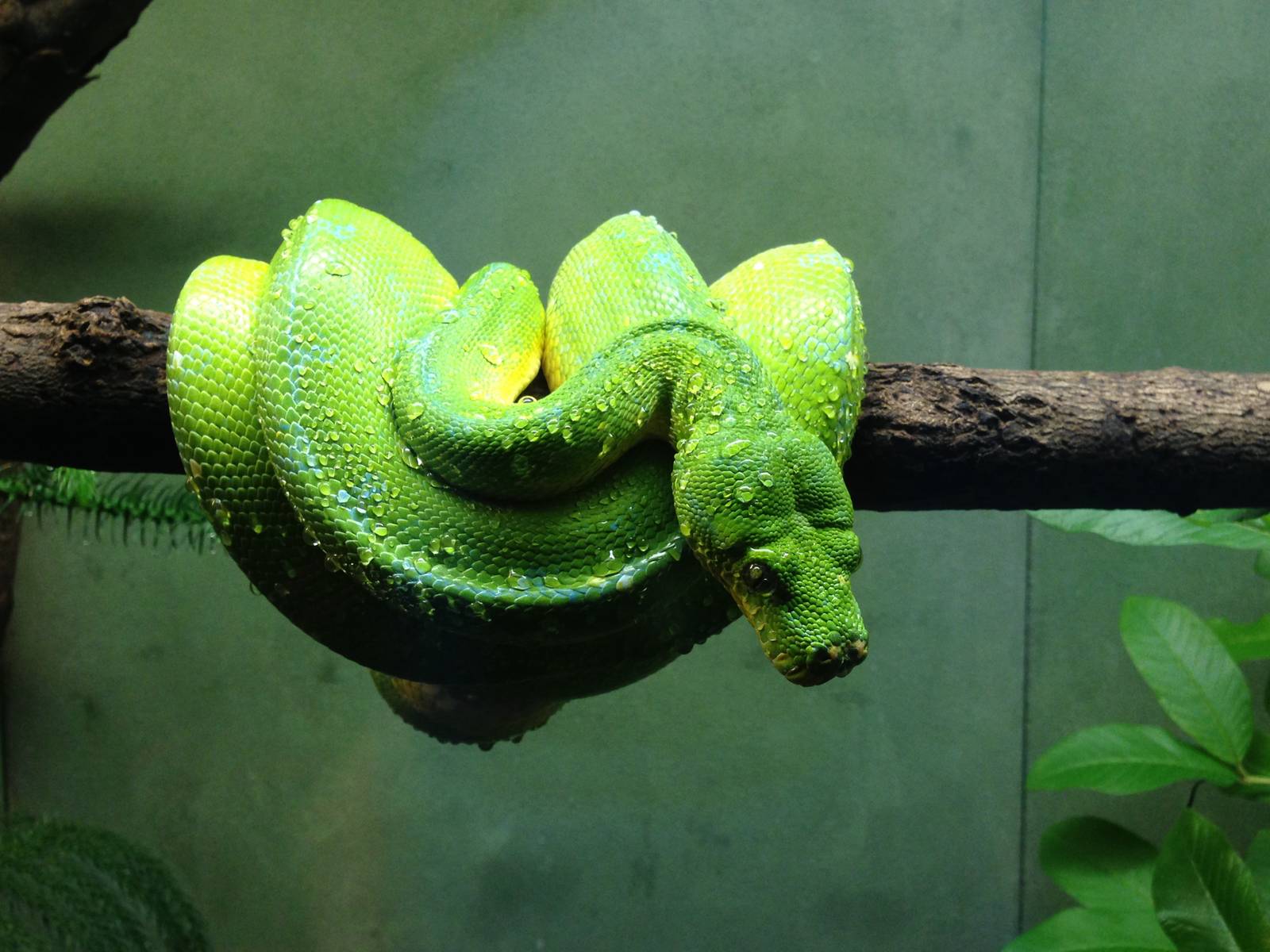 Green Tree Python
