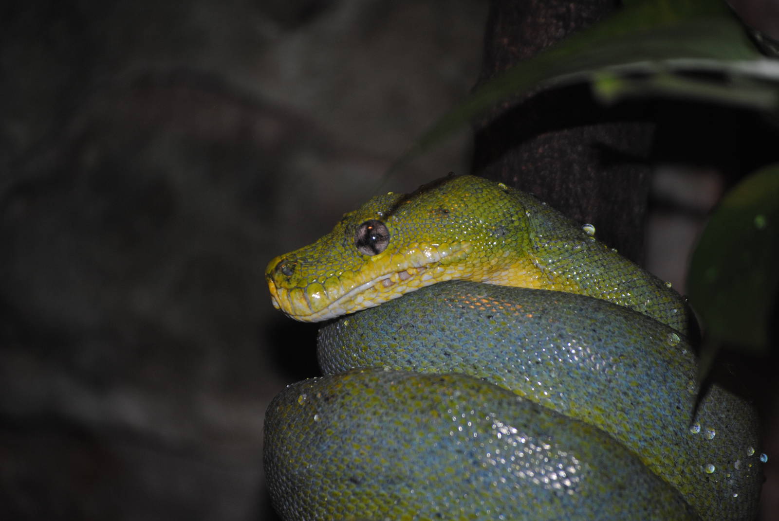 Green Tree Python