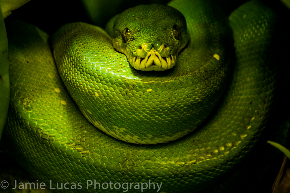 Green Tree Python