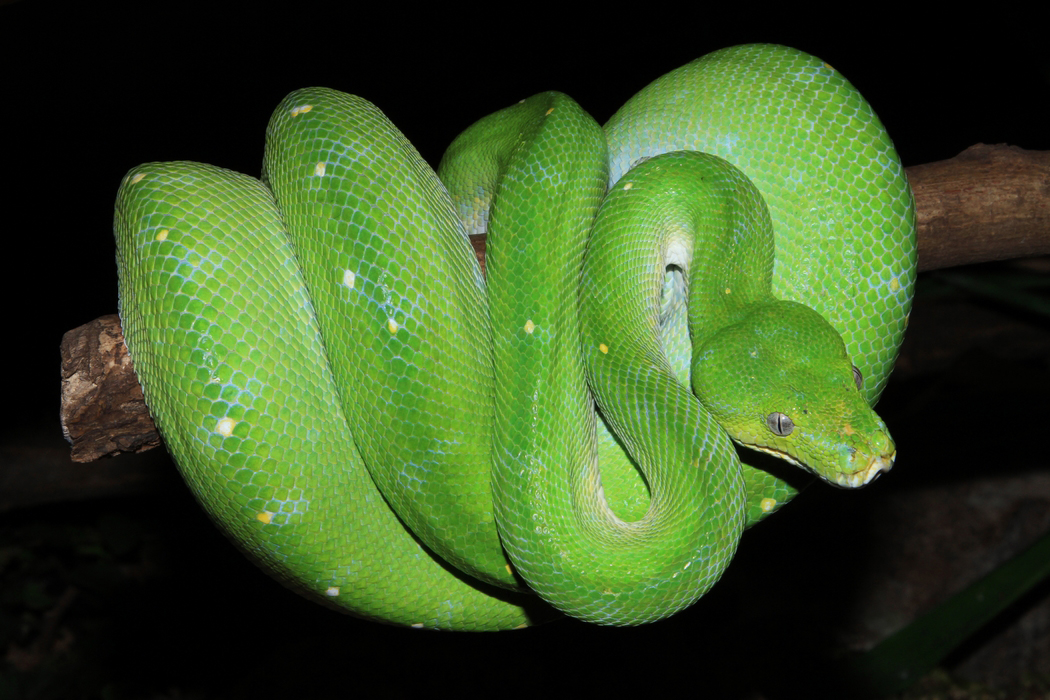 Green tree python