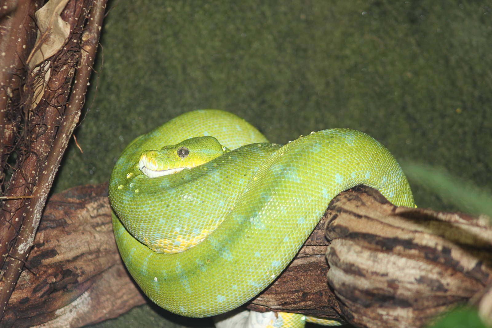Green tree python