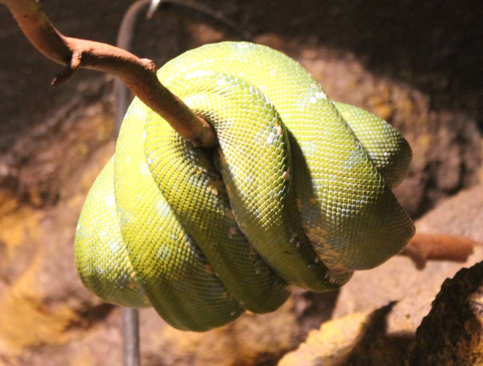 Green tree python